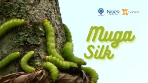 Muga Silk