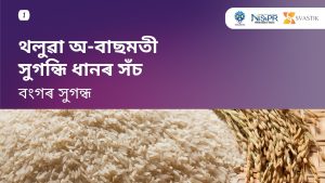 থলুৱা অ-বাছমতী সুগন্ধি ধানৰ সঁচ- বংগৰ সুগন্ধ