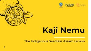 Kaji Nemu