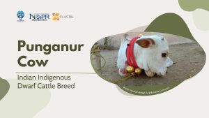 Punganur Cow