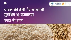 चावल की देसी गैर-बासमती सुगंधित भू-प्रजातियां- बंगाल की सुगंध