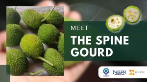Spine gourd