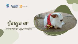 ਪੁੰਗਨੂਰ ਗਊ