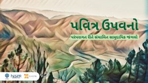 પવિત્ર ગ્રુવ્સ