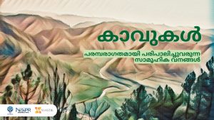 വിശുദ്ധ ഗ്രോവ്സ്