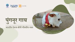 पुंगनूर गाय